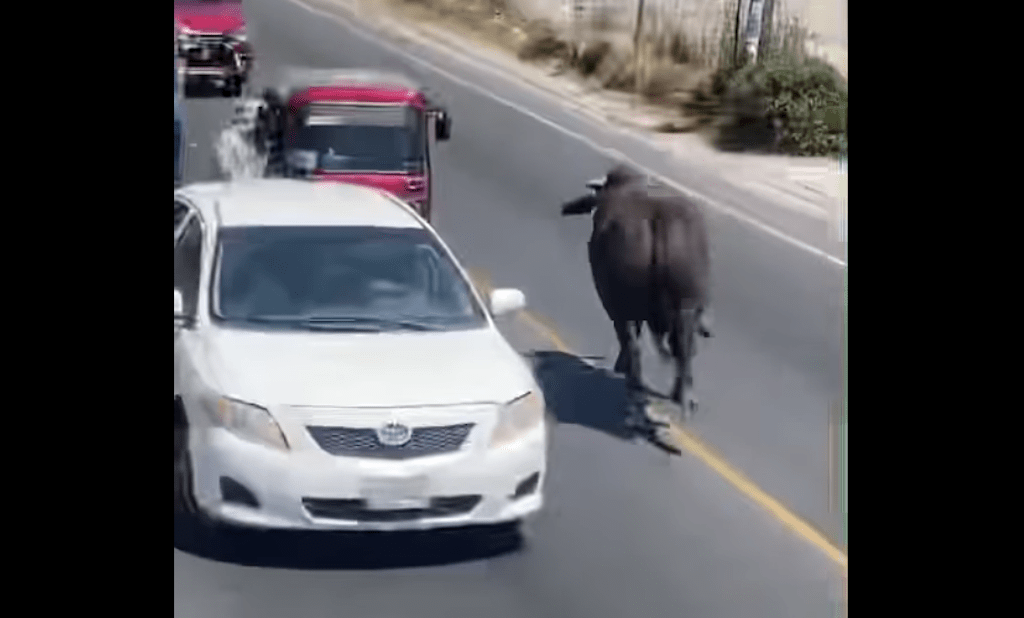 VIDEO. Toro escapa de camión y paraliza el tráfico en Cuatro Caminos