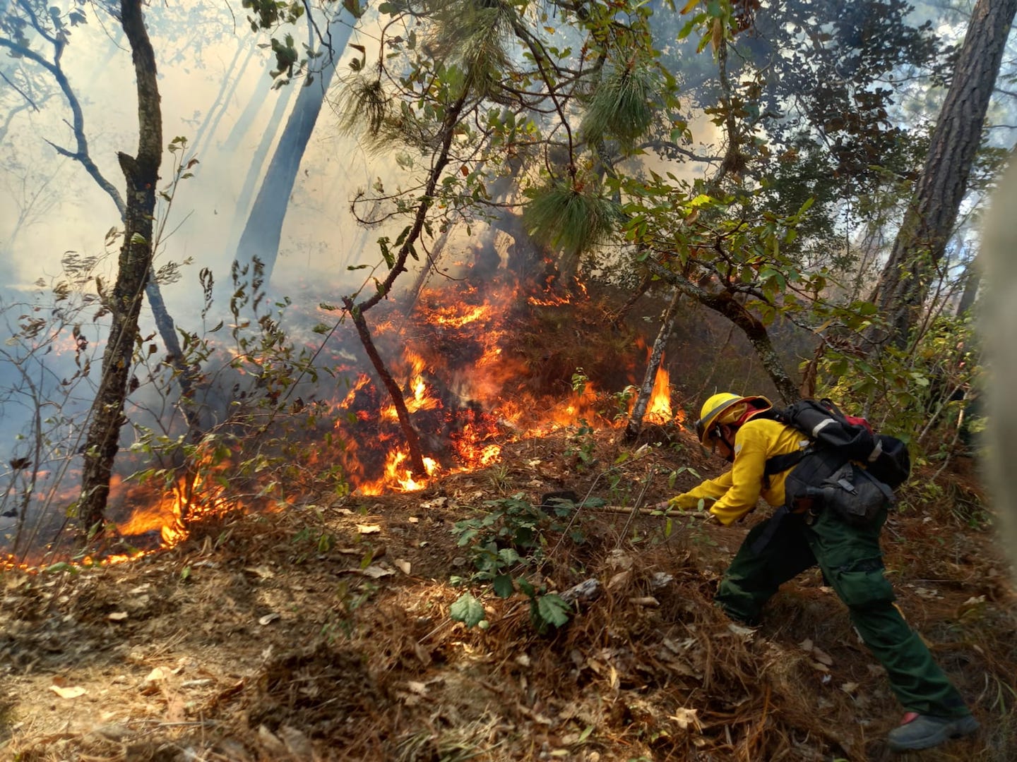 Proponen crear la Comisión para Prevención de Incendios Forestales