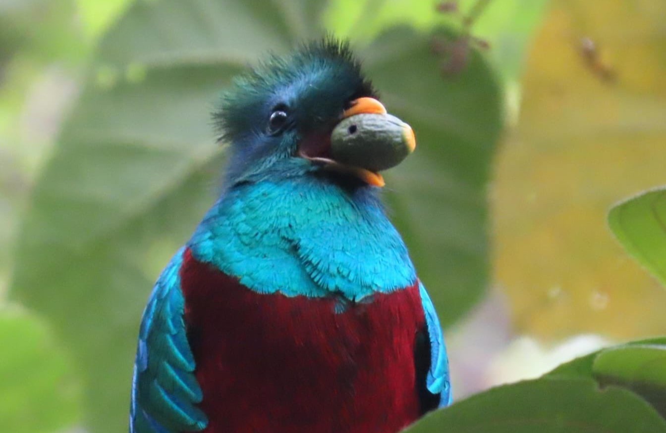 Continúan avistamientos del quetzal en el Altiplano Occidental