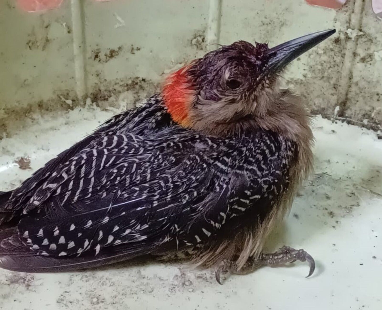 VIDEO. Liberan pájaro carpintero rescatado en Cobán Alta Verapaz