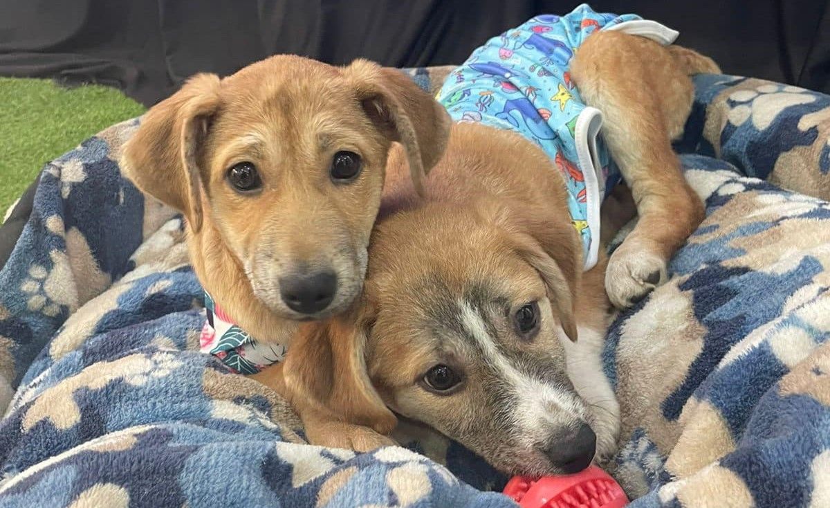 Buscan hogar para perritos que fueron rescatados en Mixco