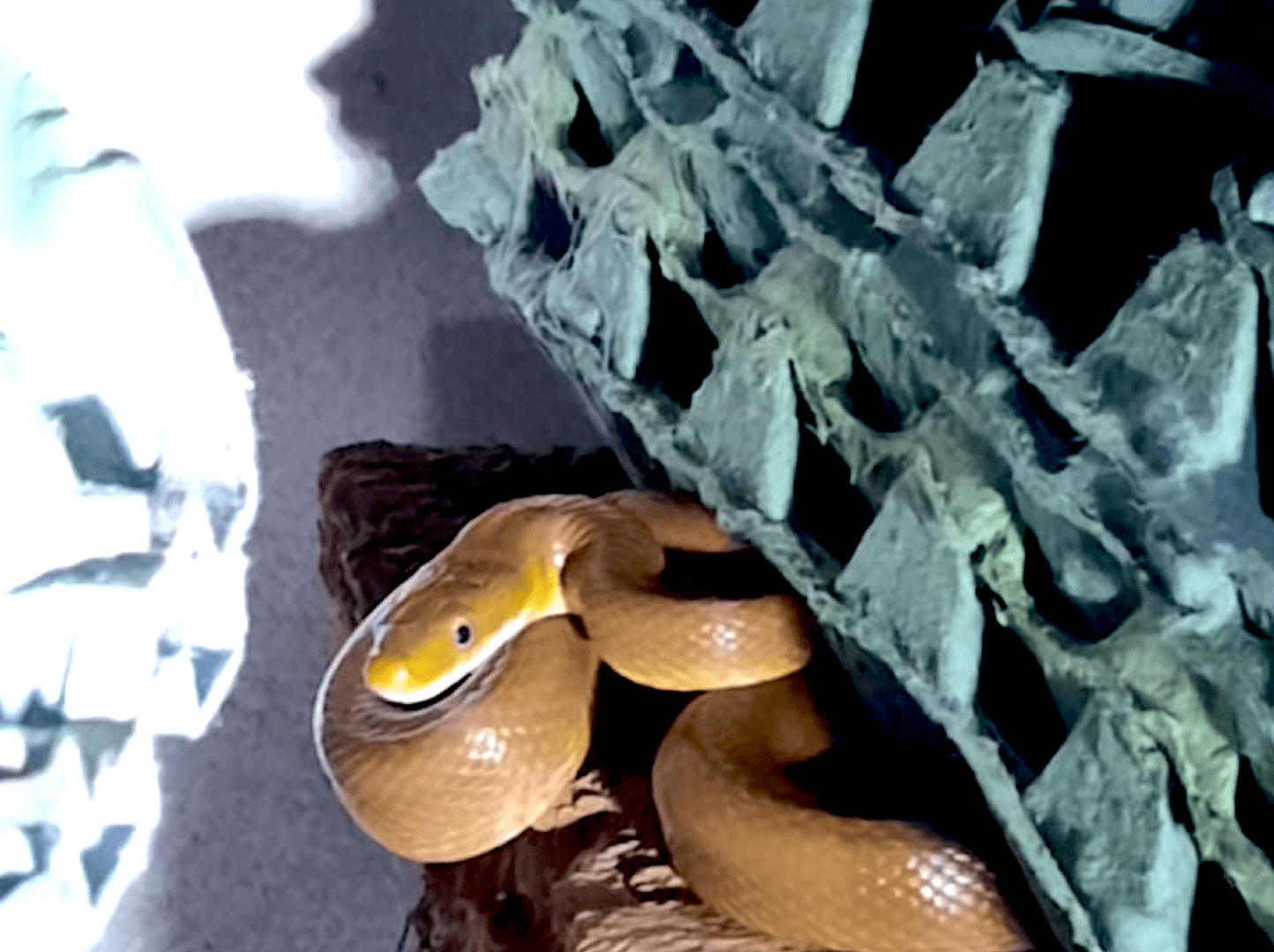 ¡Horror en Sacatepéquez! Serpiente se escondía en los cartones de huevos de una cocina