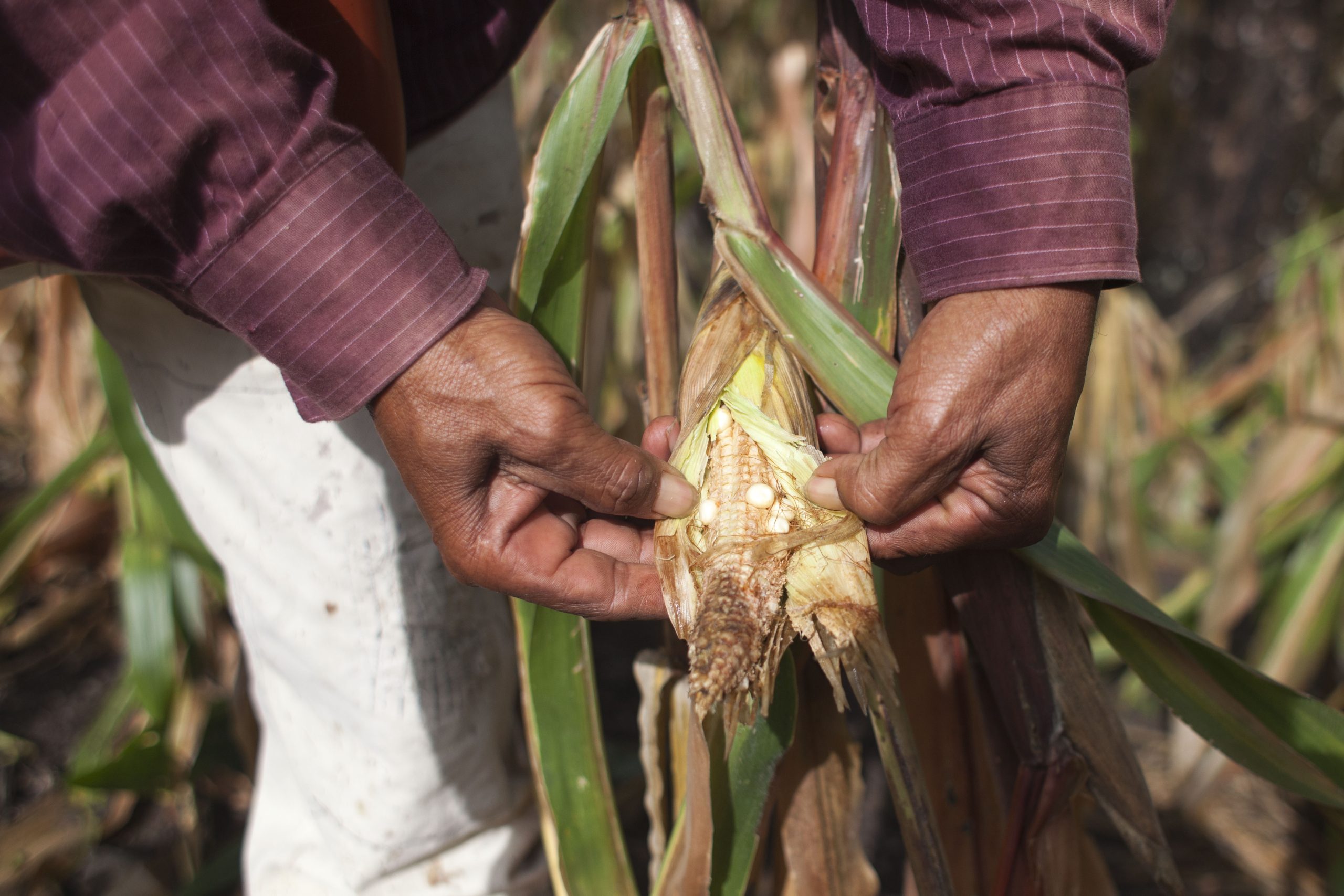 El Niño empeoró la situación alimentaria en Guatemala y otros países