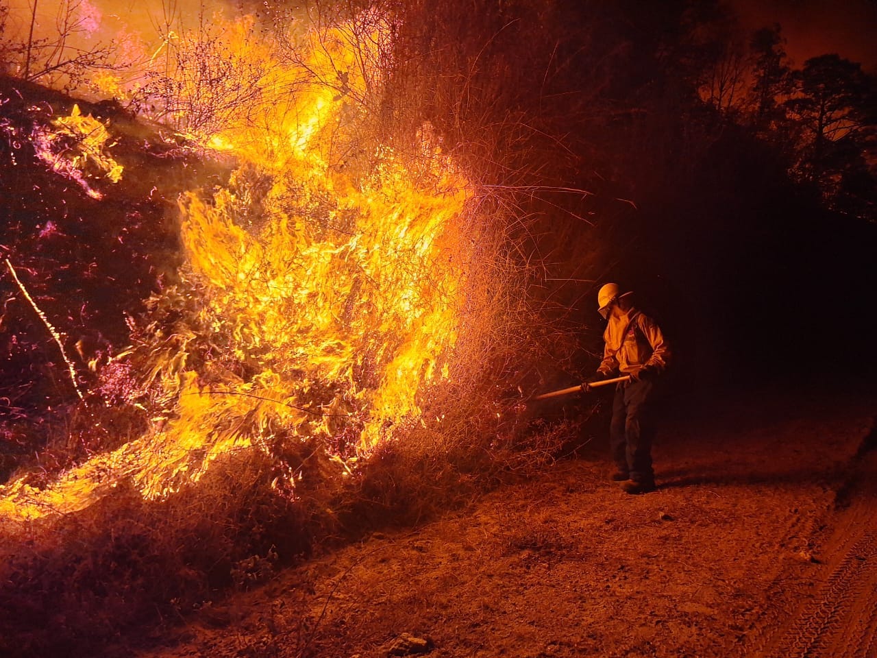 Más de 40 mil hectáreas de bosque perdidas por incendios