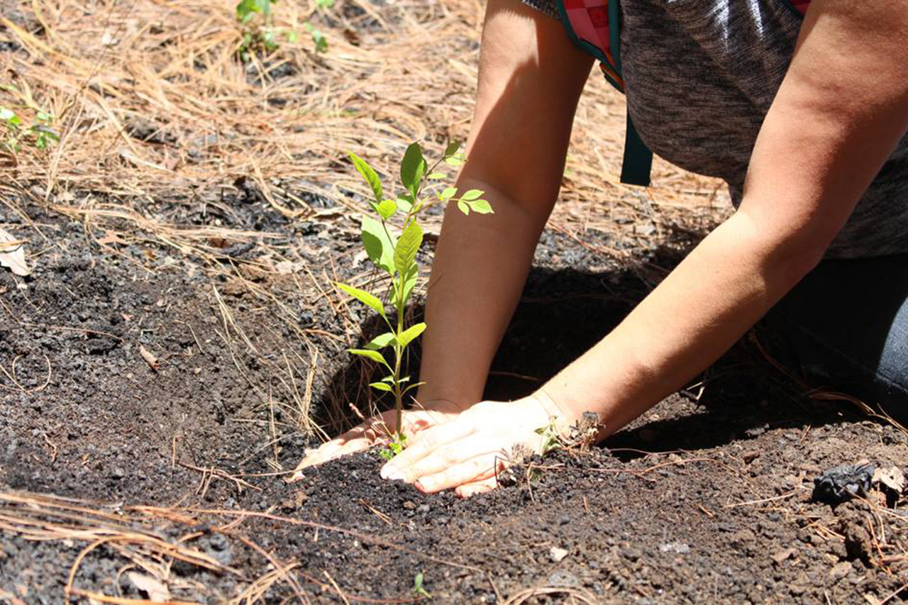 INAB busca plantar más de 400 mil árboles durante el año