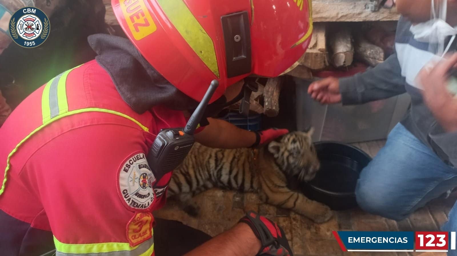 Rescatan un tigre durante allanamiento en Villa Nueva