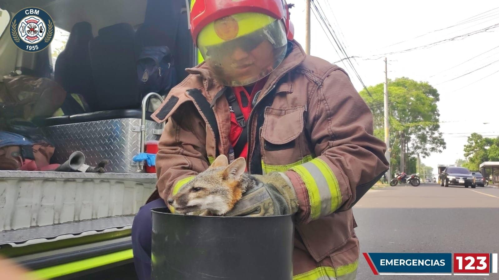 Zorro gris es rescatado en la zona 12 capitalina