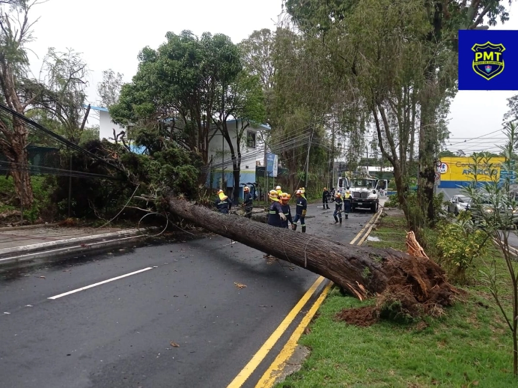 Tránsito afectado tras caída de árboles en la capital