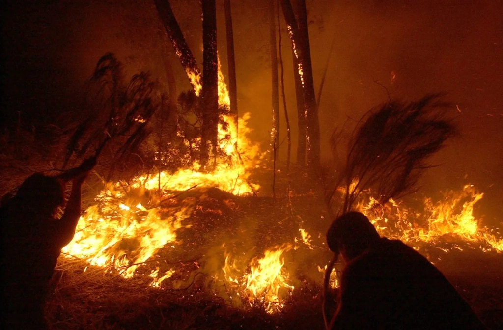 La selva maya de Guatemala registra pérdidas incalculables tras incendios