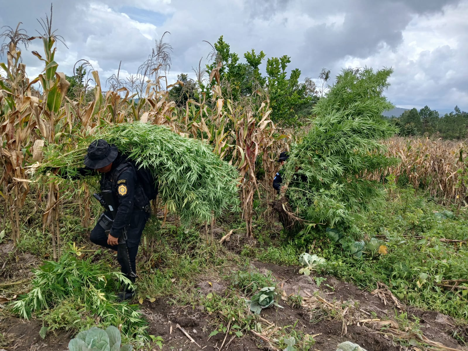 Erradican matas de marihuana valoradas en más de Q13 millones