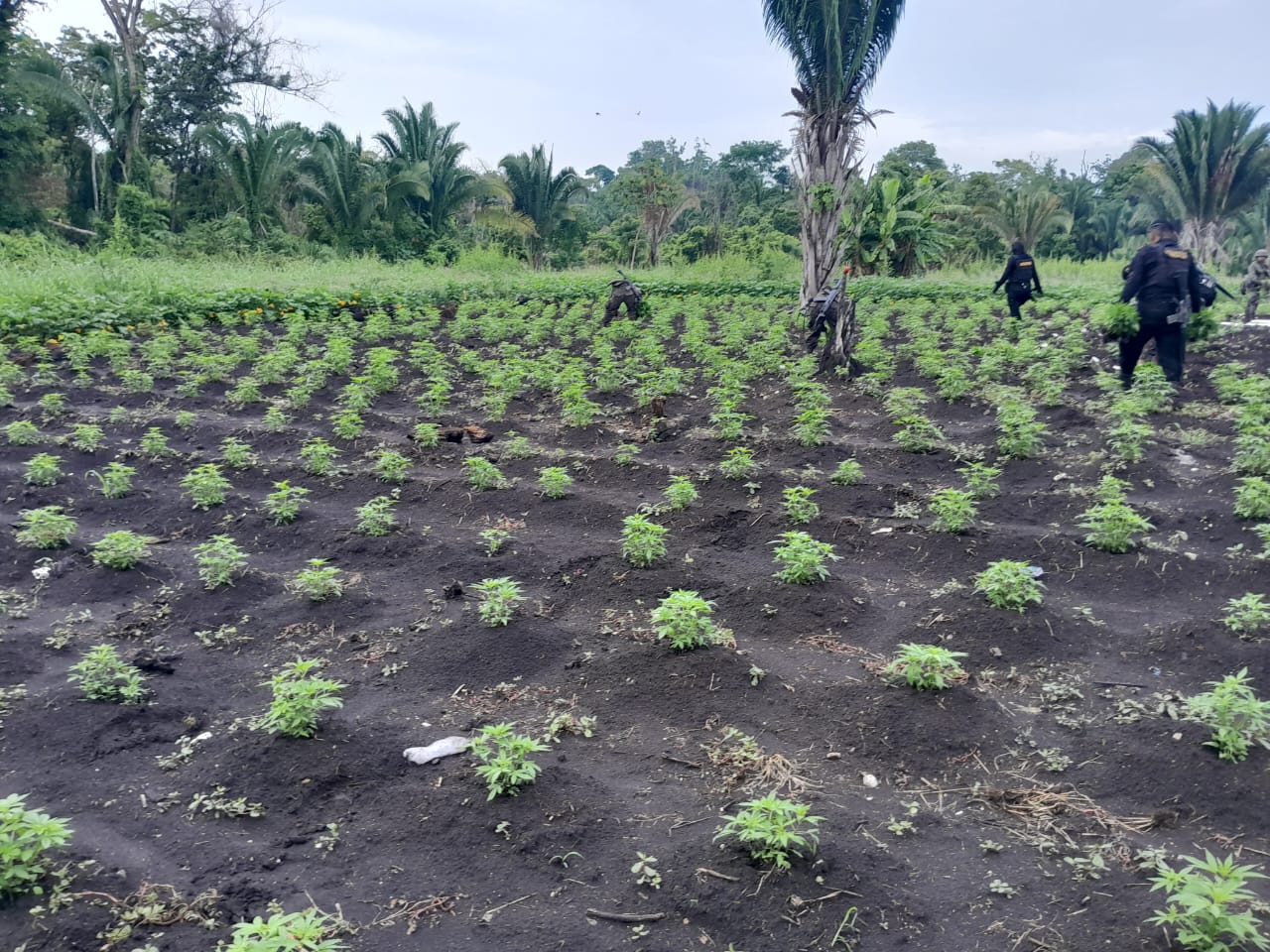 Erradican marihuana tras hallazgo de plantación en Petén