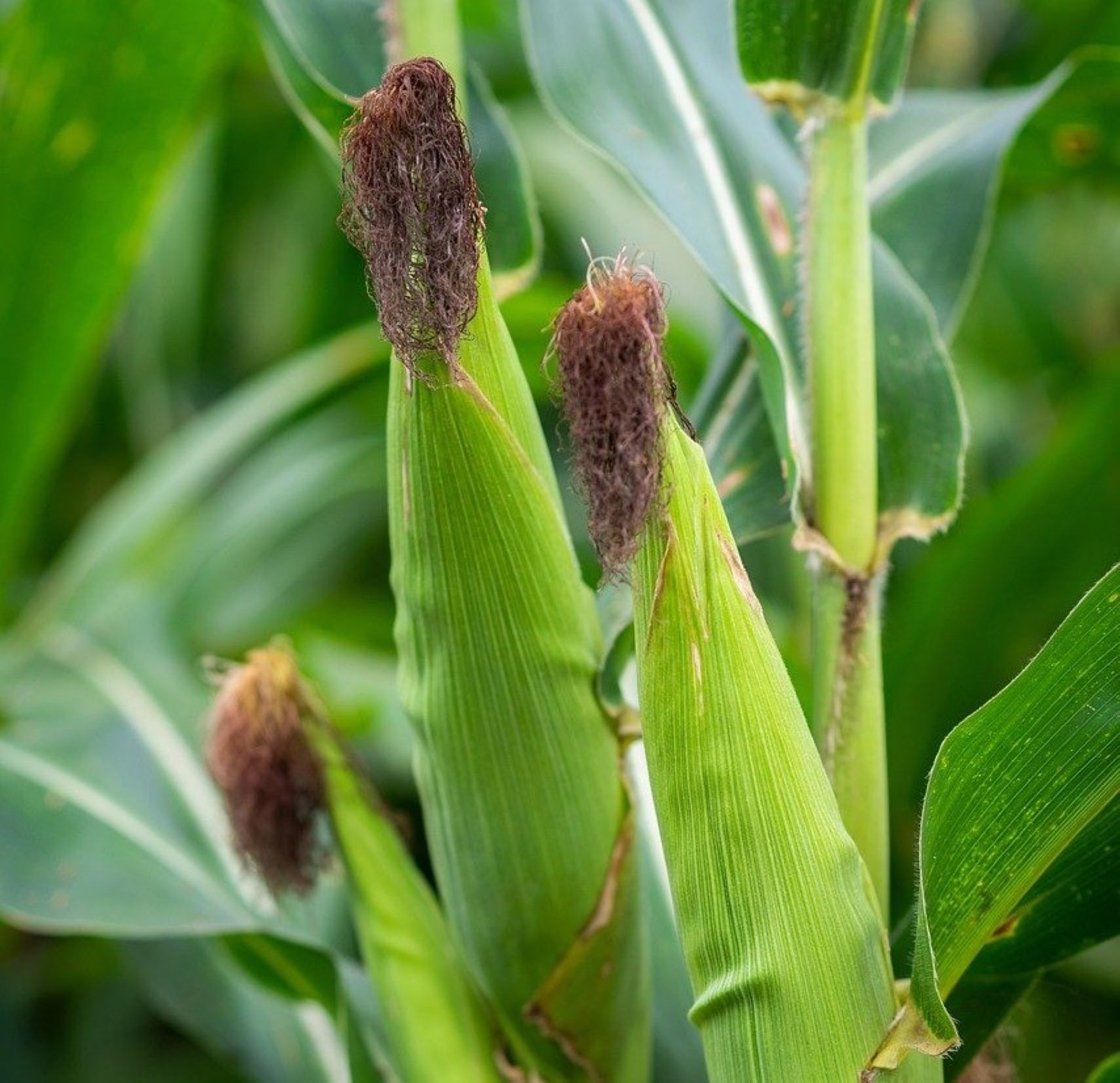 Invitan al festival del atol de elote en San Lucas Sacatepéquez