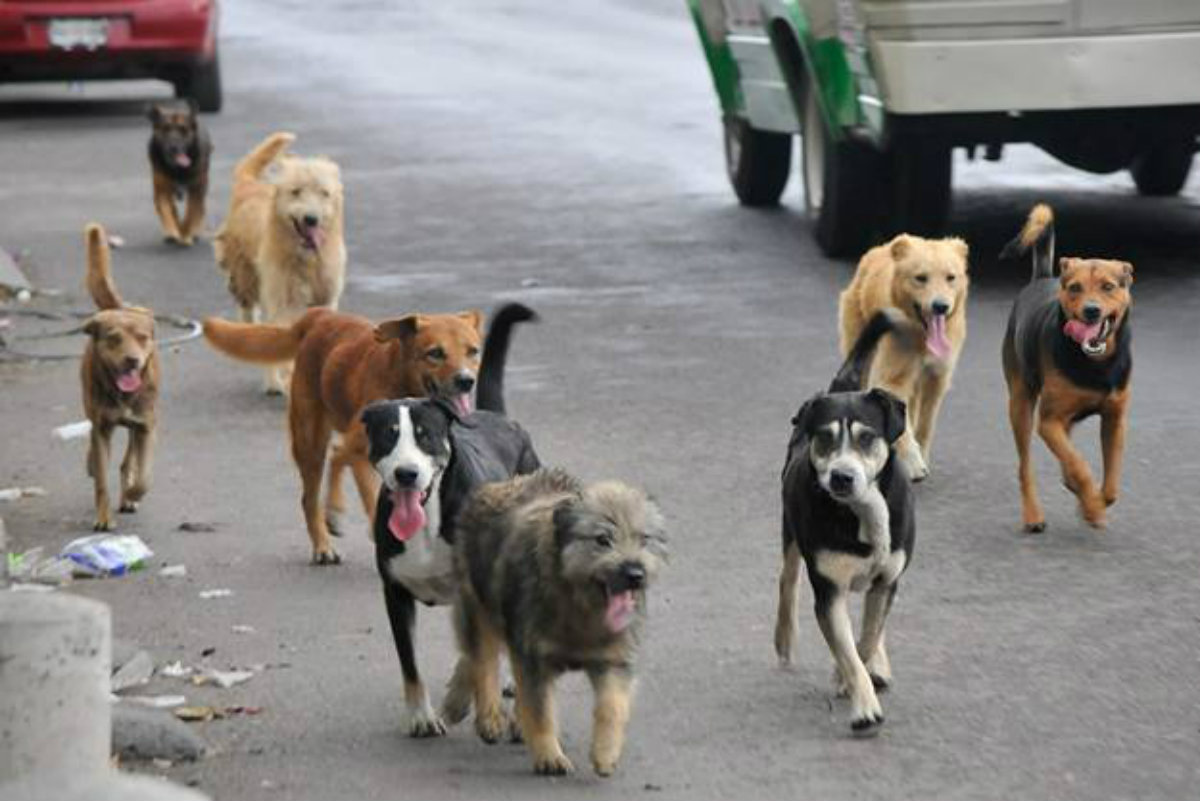 Quetzaltenango anuncia “medidas estrictas” con respecto a perros callejeros