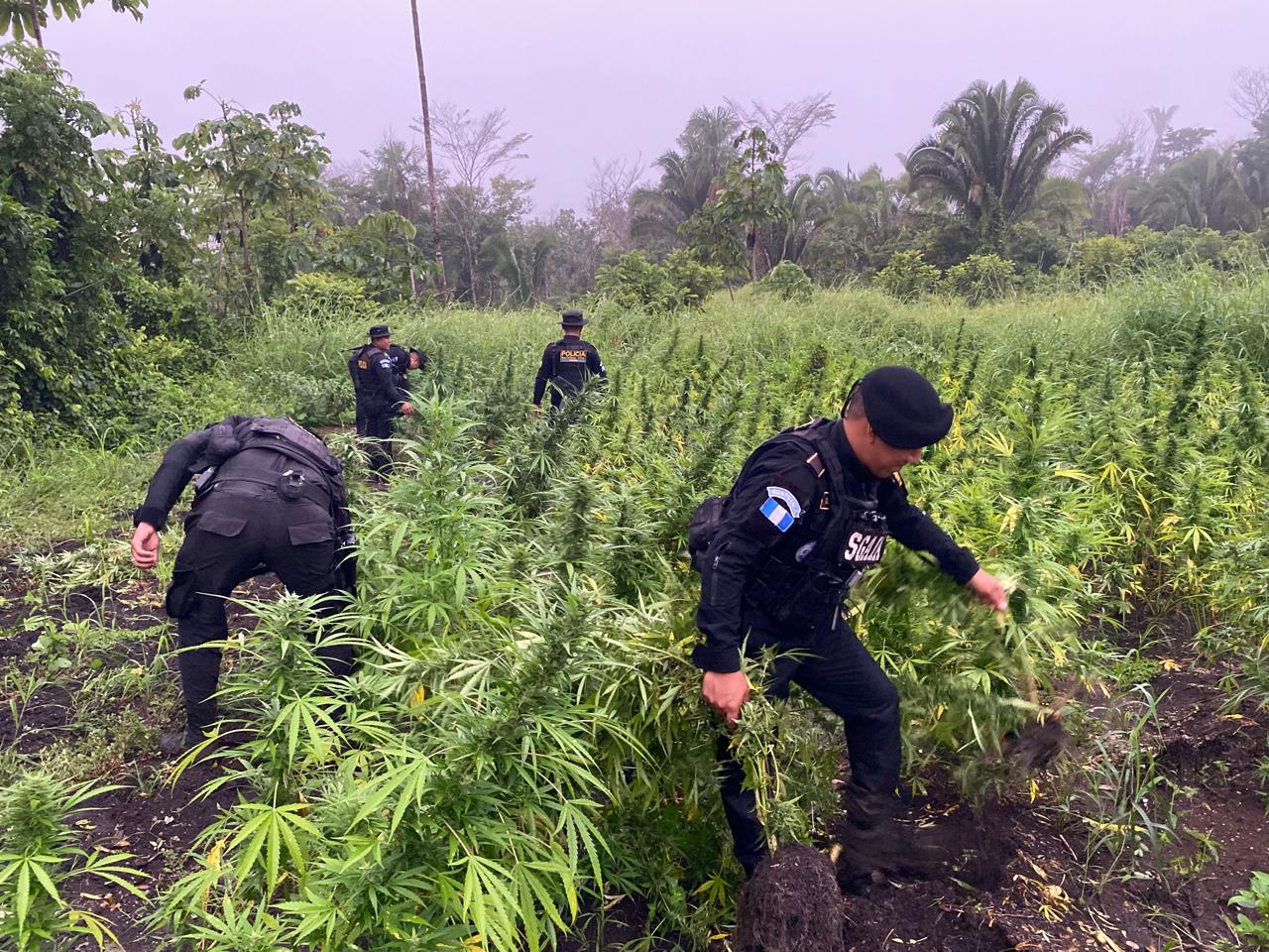 Erradican marihuana valorada en Q24 millones en Petén