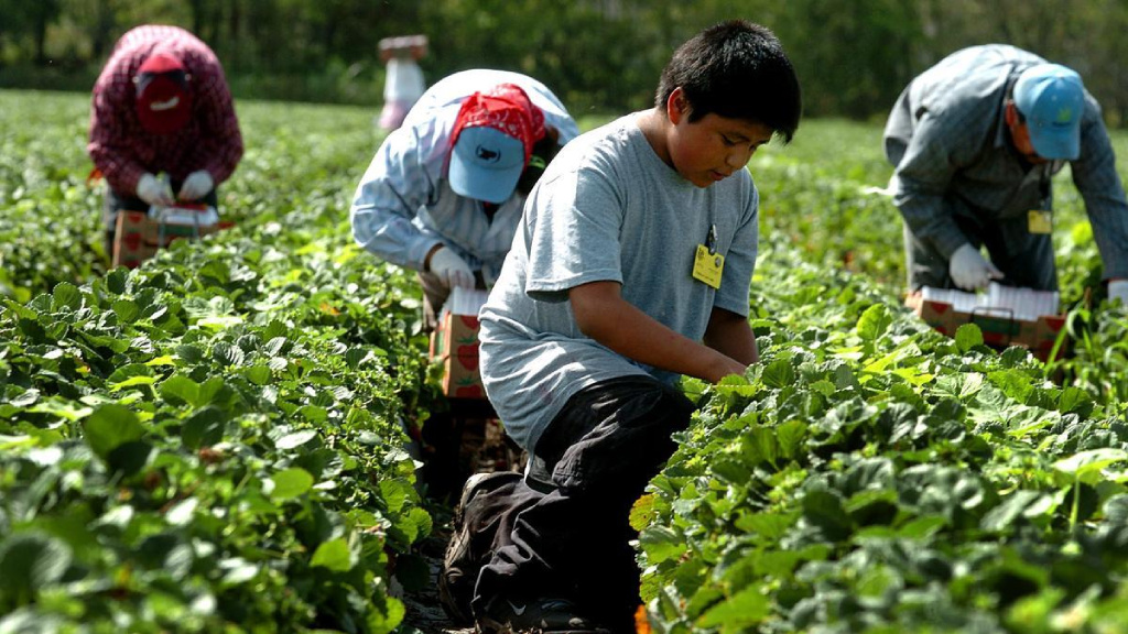 El trabajo infantil en Guatemala está presente en las siembras de café, azúcar y brócoli